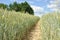 Green rye field with dirt lane and blue sky