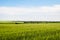 Green rye fields at a bright sunny summer day. Plain under a cloudy sky.