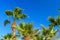 Green sabal palm trees against the blue sky