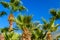 Green sabal palm trees against the blue sky