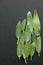 Green sage on a black surface. Sage leaves abstract background, fresh natural color leaves. Medicinal herb, alternative