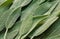 Green sage, sage leaves abstract background, fresh natural color leaves. Medicinal herb, alternative medicine. Selective