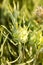 Green sagebrush bloom on a bush in Nevada desert