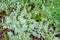 Green sagebrush plant with rain drops in Altai mountains, Altai Republic, Siberia, Russia