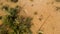 Green Saguaros cactus plants in the desert of Arizona - top view