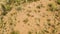 Green Saguaros cactus plants in the desert of Arizona - top view rotate