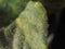 green saintpaulia leaf