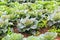 Green salad blossoms