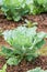 Green salad blossoms