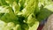 Green salad closeup