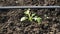 green salad grows in a greenhouse. Small healthy and bio food business.