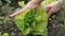 Green salad harvesting details