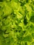Green salad heap top view. leaves salad texture. Background. Top view close up Macro Photo food vegetable green salad. Texture bac
