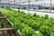 Green salad hydroponic farming lettuce beautiful trees ready to harvest with nontoxic