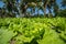 Green salad leaves plantation vegetable