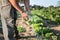 Green salad picked up from farmer ready to eat under sunlight