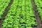 Green salad plantation in row, ecological agriculture