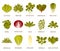 Green salad plants isolated on the white background. Vector illustration.