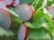 Green salad with radish