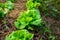 Green salad vegetables grow in plots