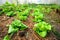 Green salad vegetables grow in plots