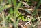 Green Salamander looking to you hiding in the grass