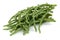 Green samphire or salicornia plants