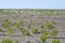 Green samphire or salicornia plants in muddy clay