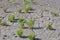 Green samphire or salicornia plants in muddy clay