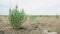 Green samphire or salicornia plants in the wind at the seashore