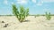 Green samphire or salicornia plants in the wind at the seashore