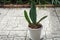 Green Samse-vieria in white pot for house garden decoration