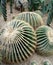 Green san pedro cactus in flower