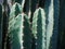 Green San Pedro Cactus plant with natural sun light.