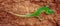 Green sand lizard Lacerta agilis on brown cracked ground. Panoramic banner