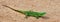 Green sand lizard Lacerta agilis on sand. Panoramic banner