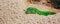 Green sand lizard Lacerta agilis on sand. Panoramic banner