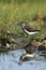 Green sandpiper