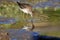 Green sandpiper