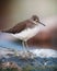 Green sandpiper on a stone