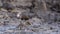 Green Sandpiper in Swamp Looking Back