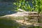 The green sandpiper Tringa ochropus