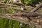 The green sandpiper Tringa ochropus