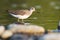 Green sandpiper Tringa ochropus, small shorebird, standing in water and looking for some meal, evening light from right side of