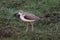 Green sandpiper, Tringa ochropus is a small wader shorebird of the Old World