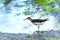 Green sandpiper or Tringa ochropus walks on lake