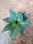 Green Sansevieria flowers are planted in pots 1