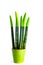 Green sansevieria plant in a ceramic pot on white background with copy space for youe text. Wallpaper. Indoor plants for health