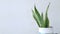 Green Sansevieria with white wall