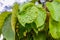 The green santol leaves a disease